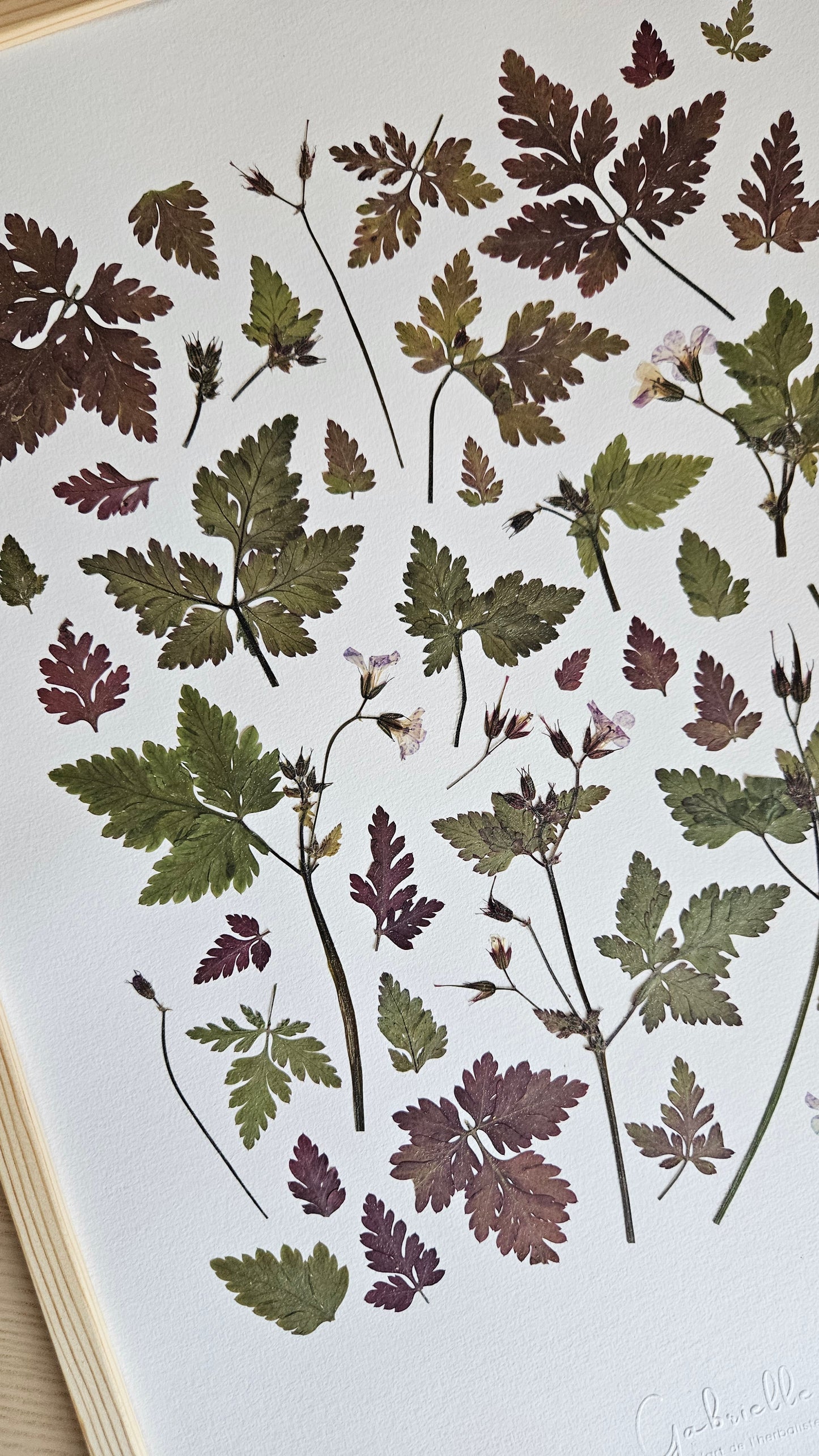 Herbier Grand Vert - 29,7x42cm