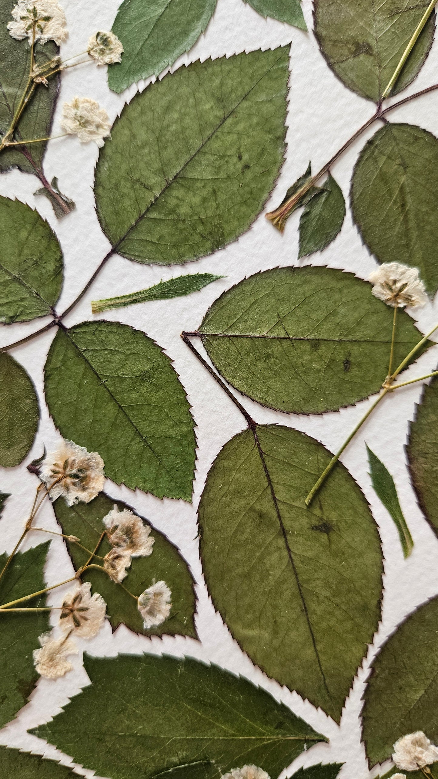Herbier Florilège - 30x40cm