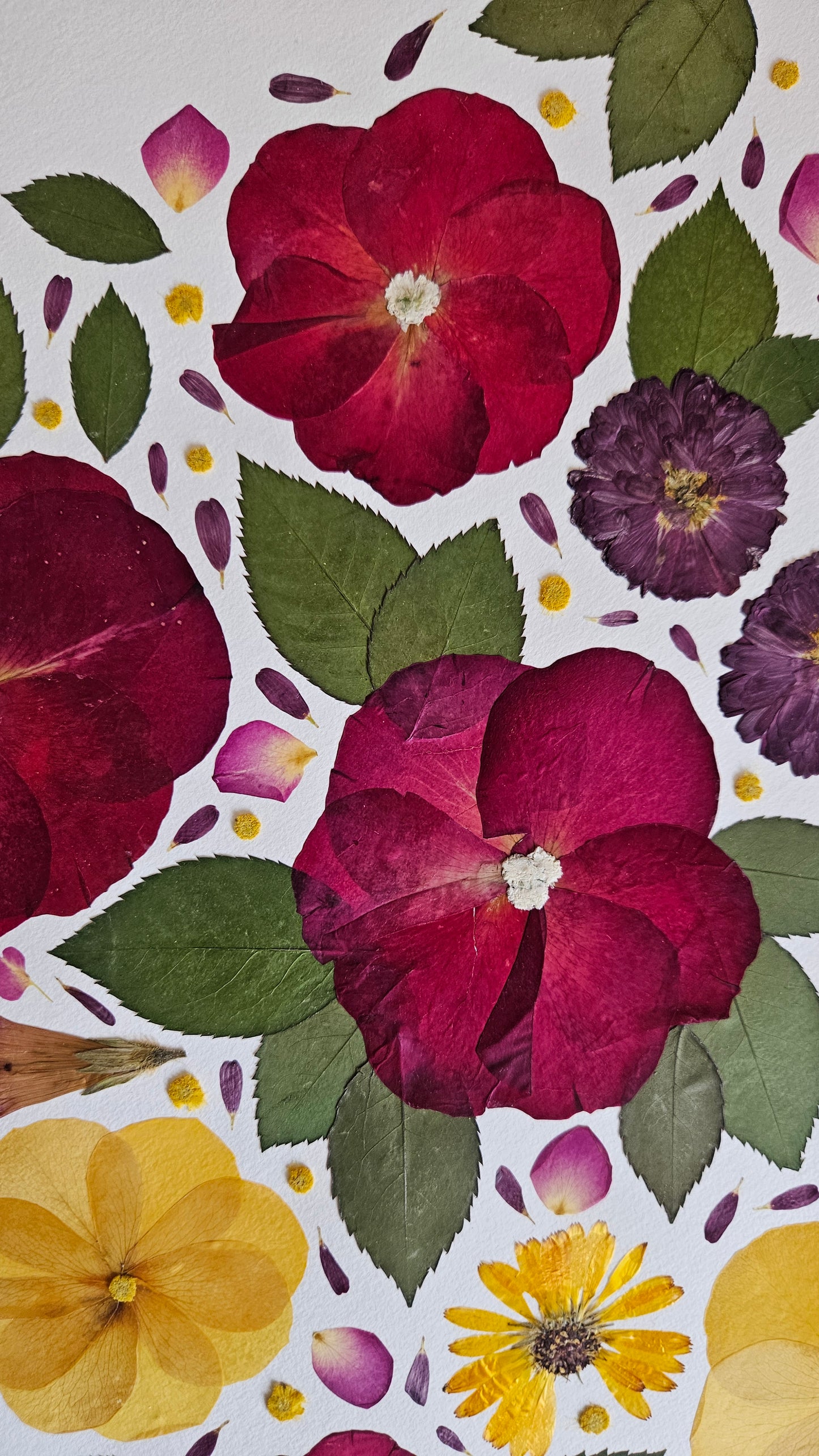 Herbier Sunny - 29,7x42cm